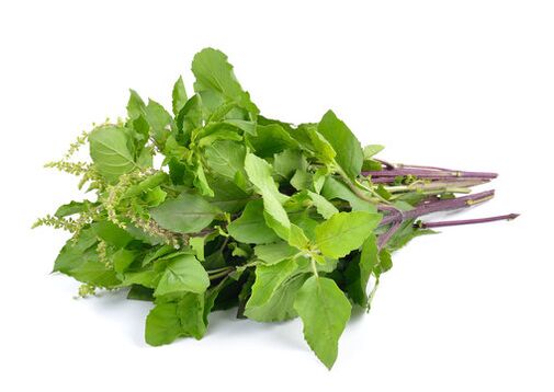 Feuilles de basilic dans le spray Nicode